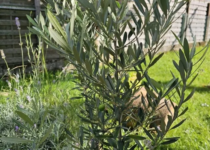 Maison Familiale Cazaux